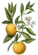 Yuzu Scented Candle by Carriere Freres