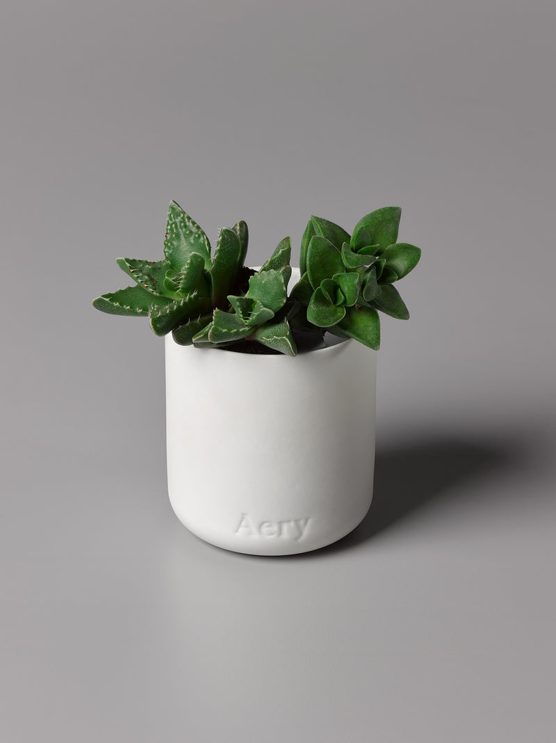 Aery | Nordic Cedar Scented Candle | Scent Lounge | Lifestyle Image Pot