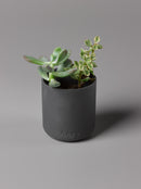 Indian Sandalwood Scented Candle by Aery Living