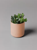 Aery | Aztec Tuberose Scented Candle | Scent Lounge | Lifestyle Clay Pot