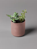 Aery | Moroccan Rose Scented Candle | Scent Lounge | Lifestyle Clay Pot